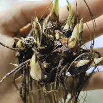苍术苗苍术种子苗苍术块茎基地直销2年苗大量有货