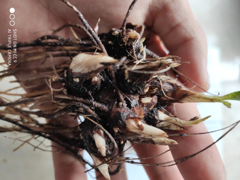 苍术苗苍术种子苗苍术块茎基地直销2年苗大量有货