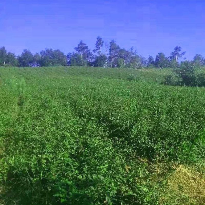 苍术苗苍术种子苗苍术块茎基地直销2年苗大量有货