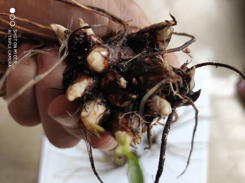 苍术苗苍术种子苗苍术块茎基地直销2年苗大量有货