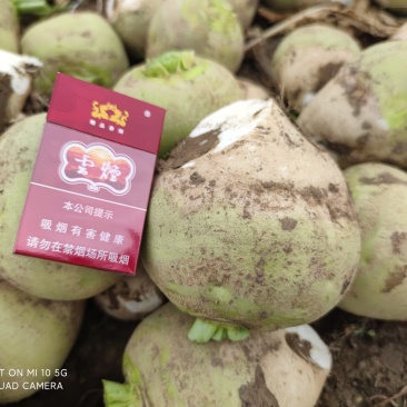 芥菜头，咸菜精品5两起步，成色好，量大！可发全国各地！