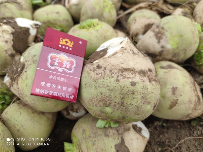 芥菜头，咸菜精品5两起步，成色好，量大！可发全国各地！
