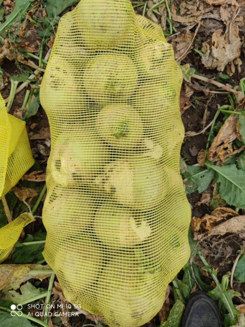 芥菜头，咸菜精品5两起步，成色好，量大！可发全国各地！