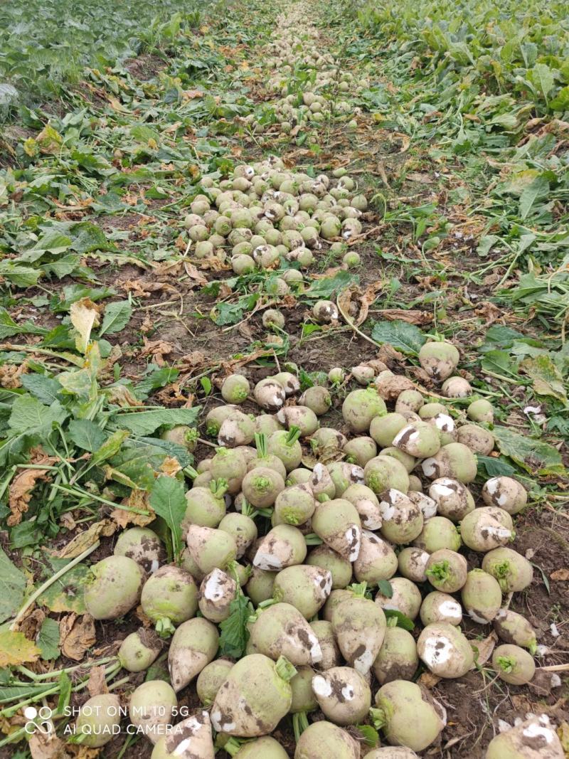 芥菜头，咸菜精品5两起步，成色好，量大！可发全国各地！