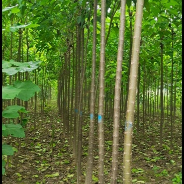 楸树根苗清地处理，自家苗圃，包技术包活率