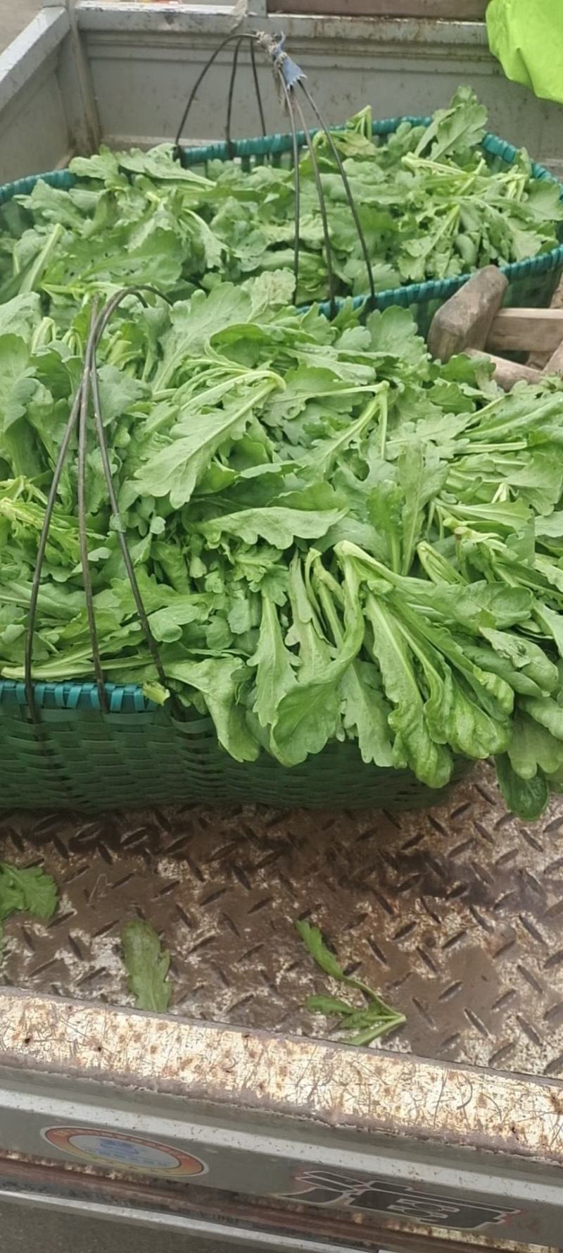 湖北茼蒿，支持配菜，有需要的请联系我