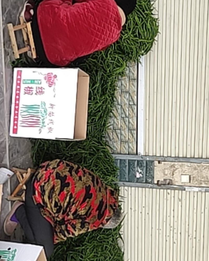 优质黑皮线椒产地直销一手货源诚信经营，保证质量