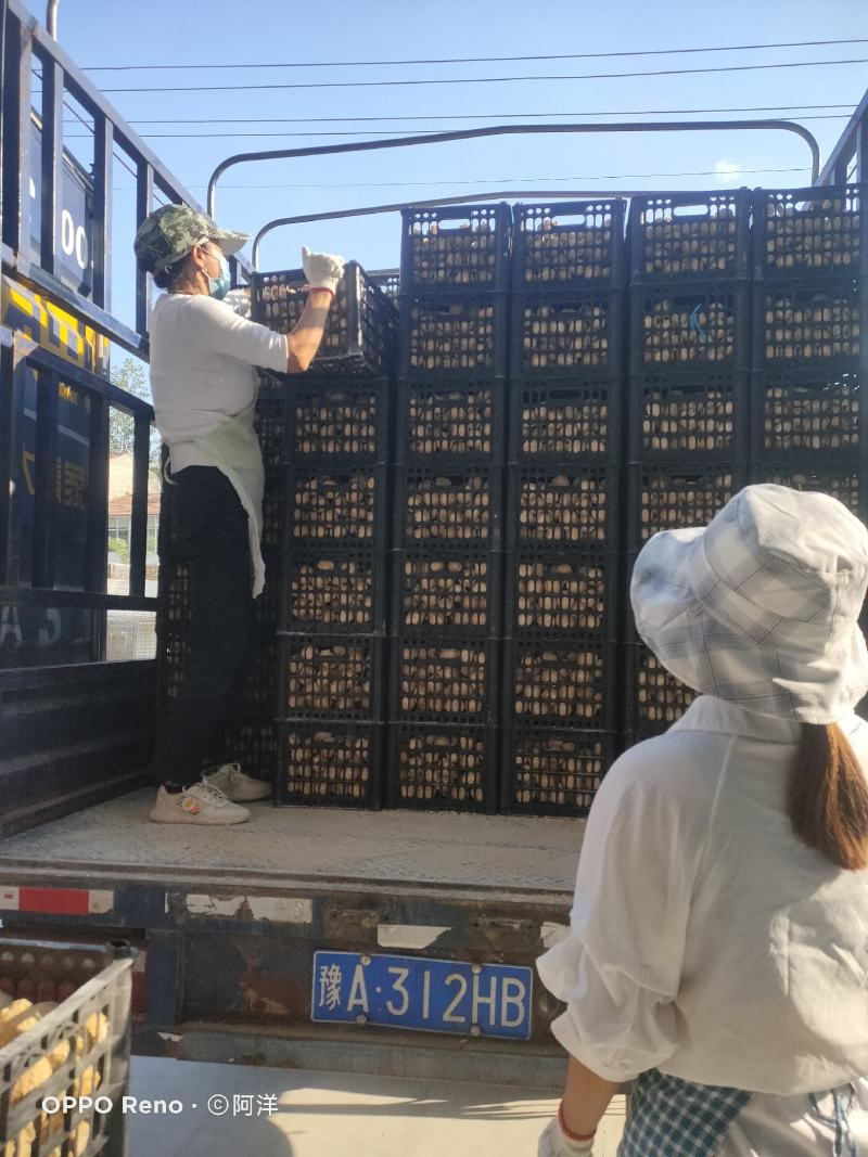 水晶鸡变蛋精品装支持发样品看货，箱装180枚
