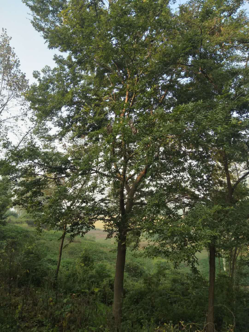 朴树独杆丛生一级货中等货都有，土球完整散货