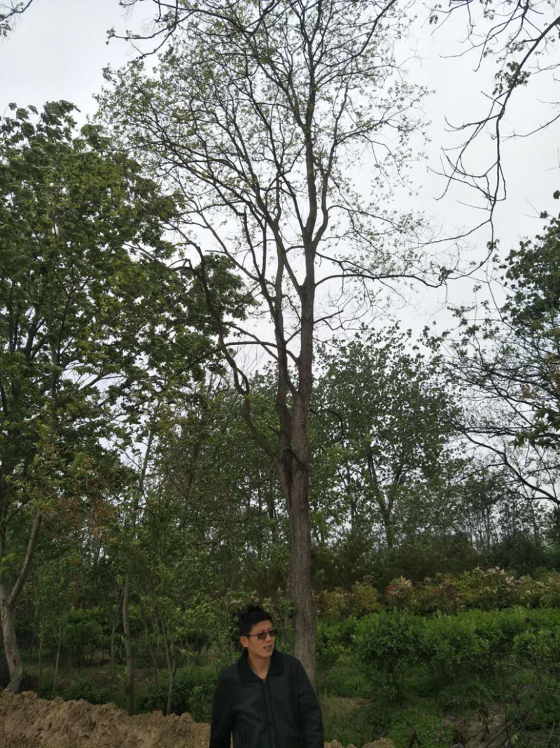 朴树独杆丛生一级货中等货都有，土球完整散货