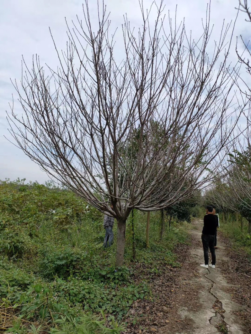 樱花晚樱早樱苗圃货诚信经营欢迎实地考察