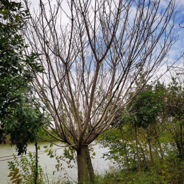 樱花晚樱早樱苗圃货诚信经营欢迎实地考察