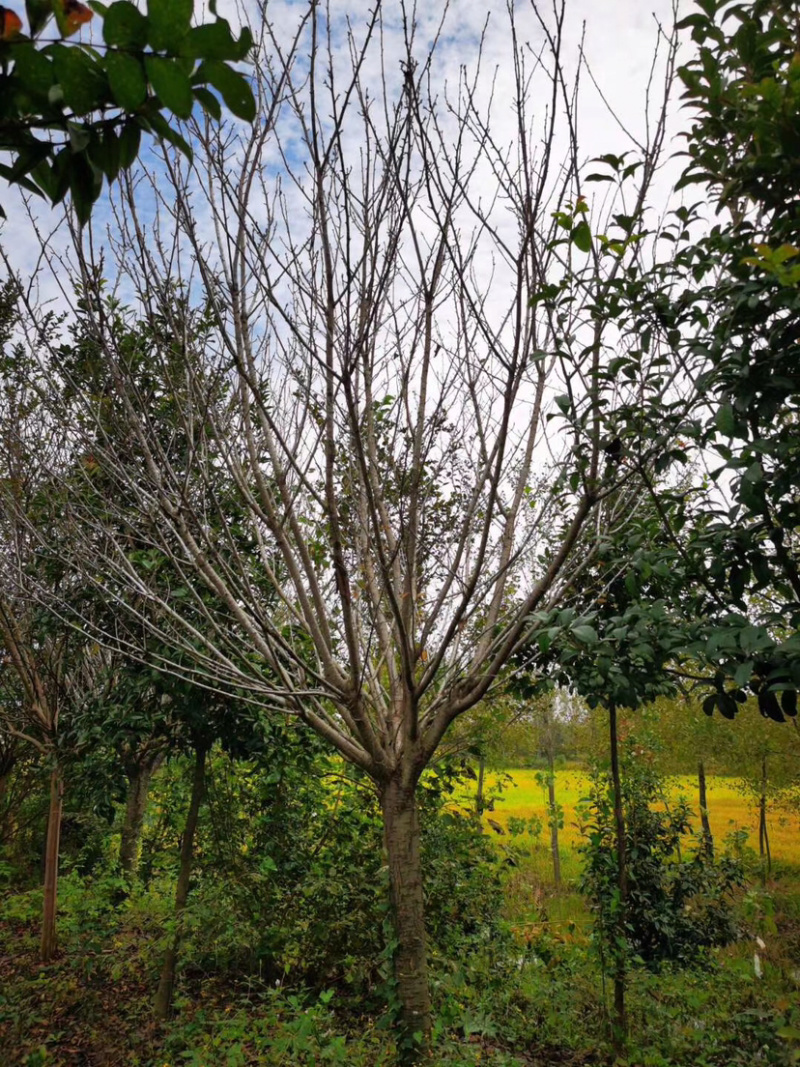 樱花晚樱早樱苗圃货诚信经营欢迎实地考察