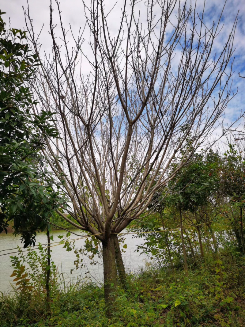 樱花晚樱早樱苗圃货诚信经营欢迎实地考察