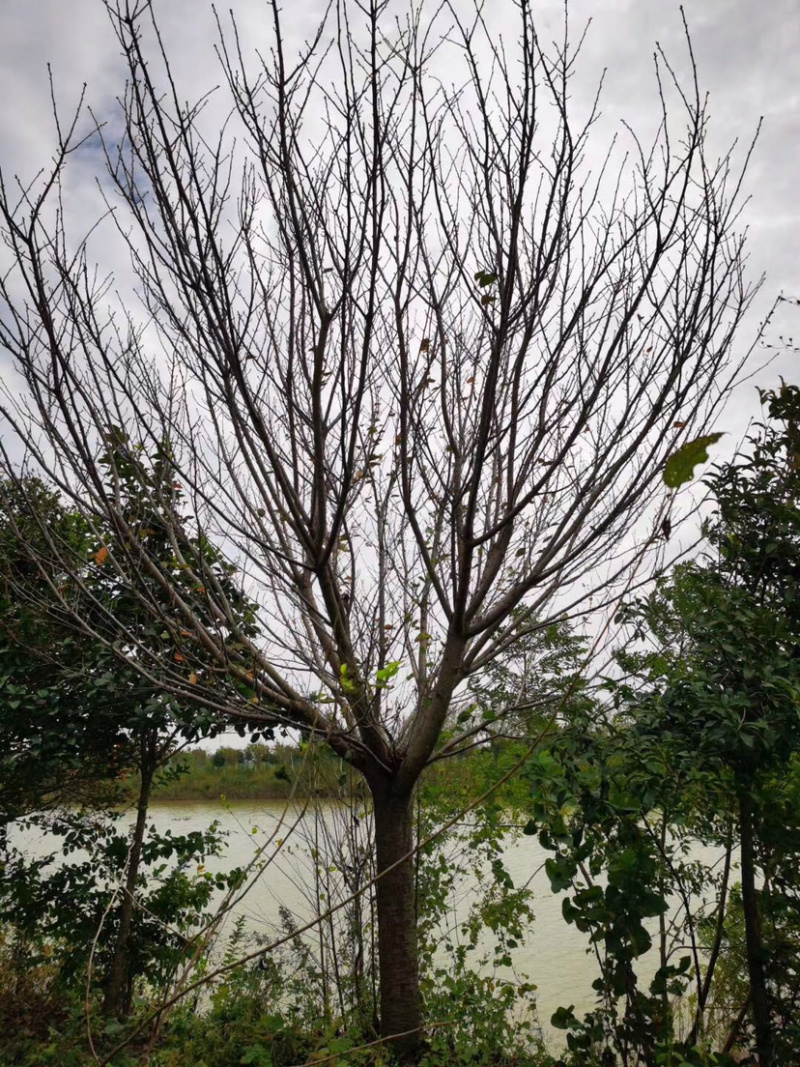 樱花晚樱早樱苗圃货诚信经营欢迎实地考察