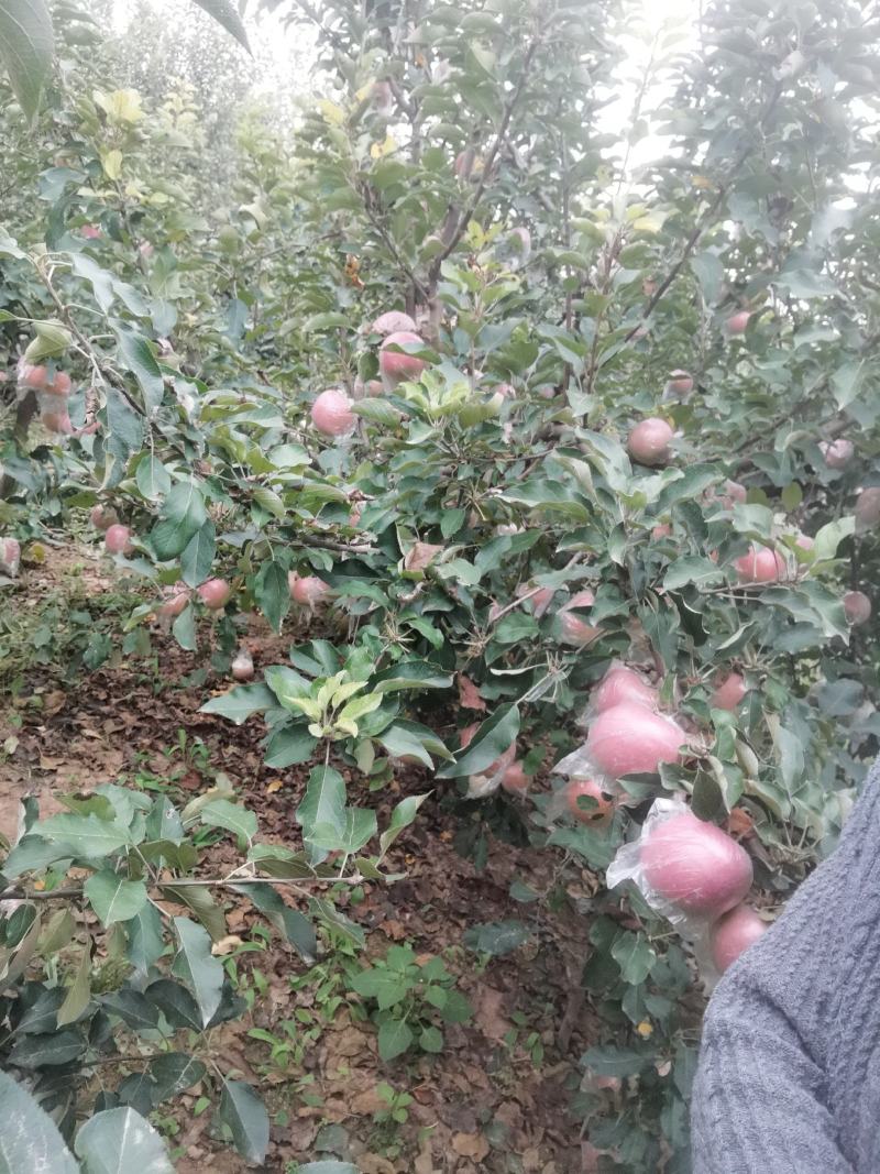 虞城红富士苹果大量上市，口感脆甜，个头大，颜色佳，批发价