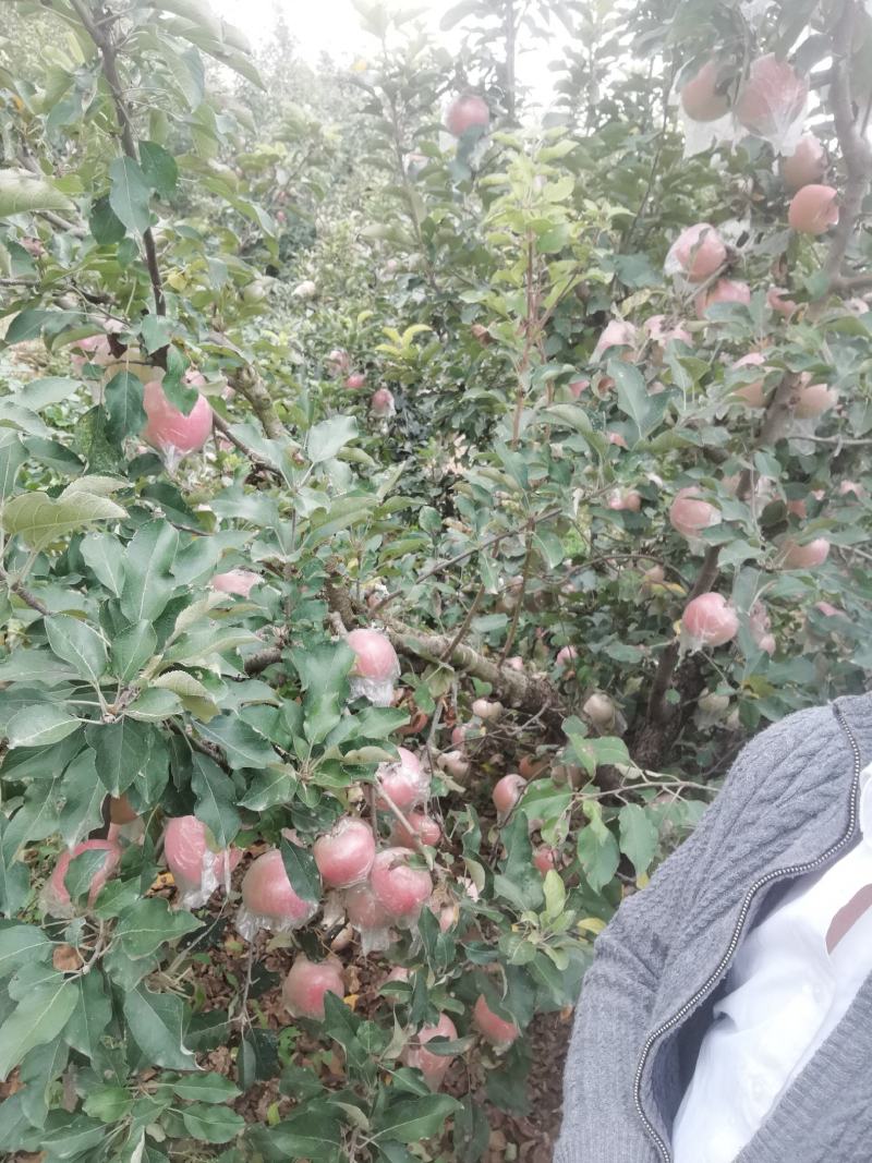 虞城红富士苹果大量上市，口感脆甜，个头大，颜色佳，批发价