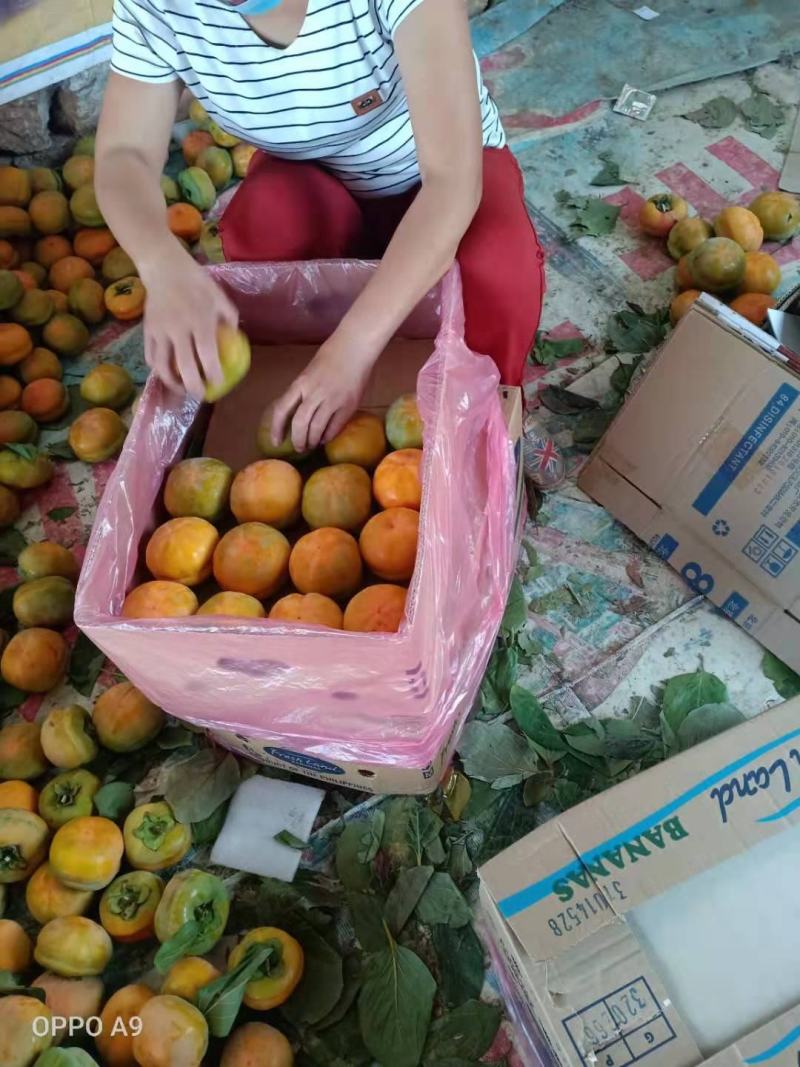 河北磨盘柿子口感好果型正颜色鲜艳耐储存耐运输可视频看货