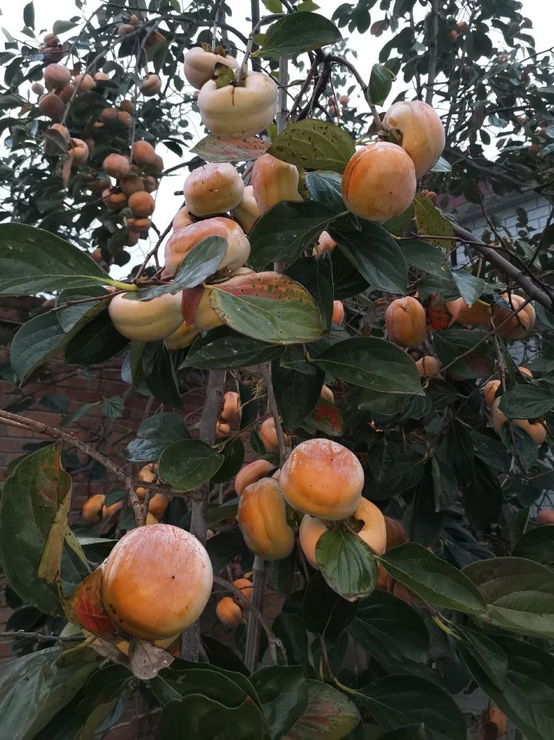 河北磨盘柿子口感好果型正颜色鲜艳耐储存耐运输可视频看货