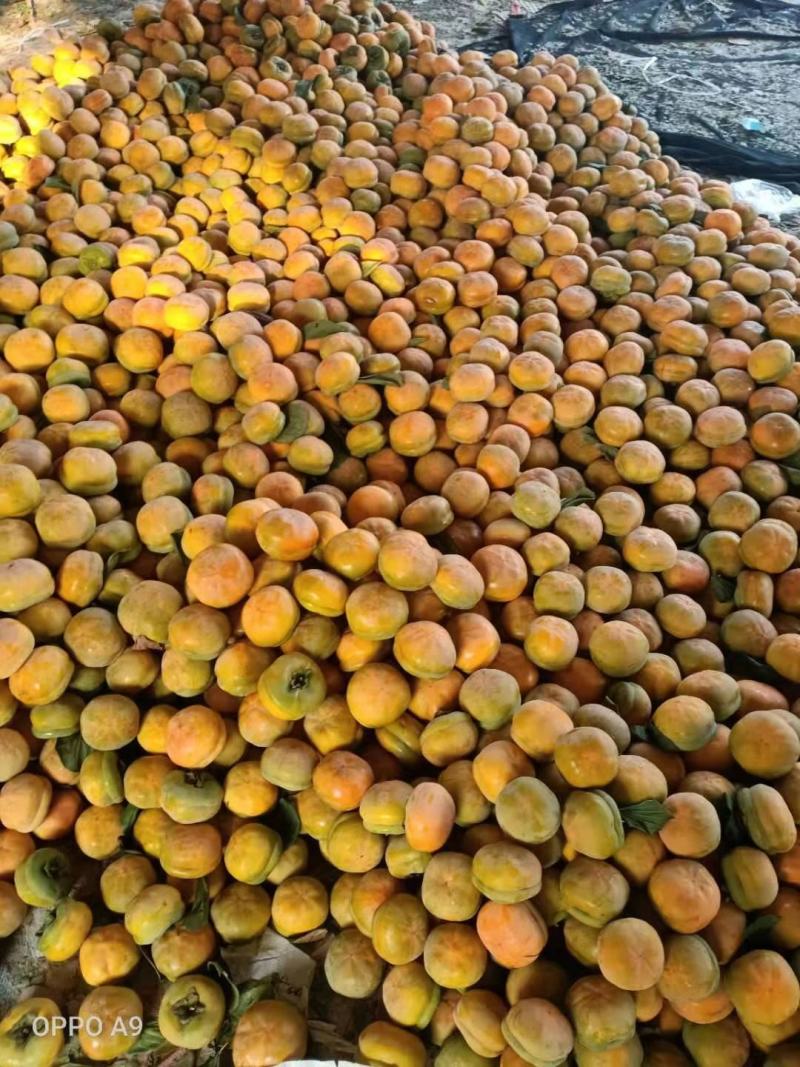 河北磨盘柿子口感好果型正颜色鲜艳耐储存耐运输可视频看货