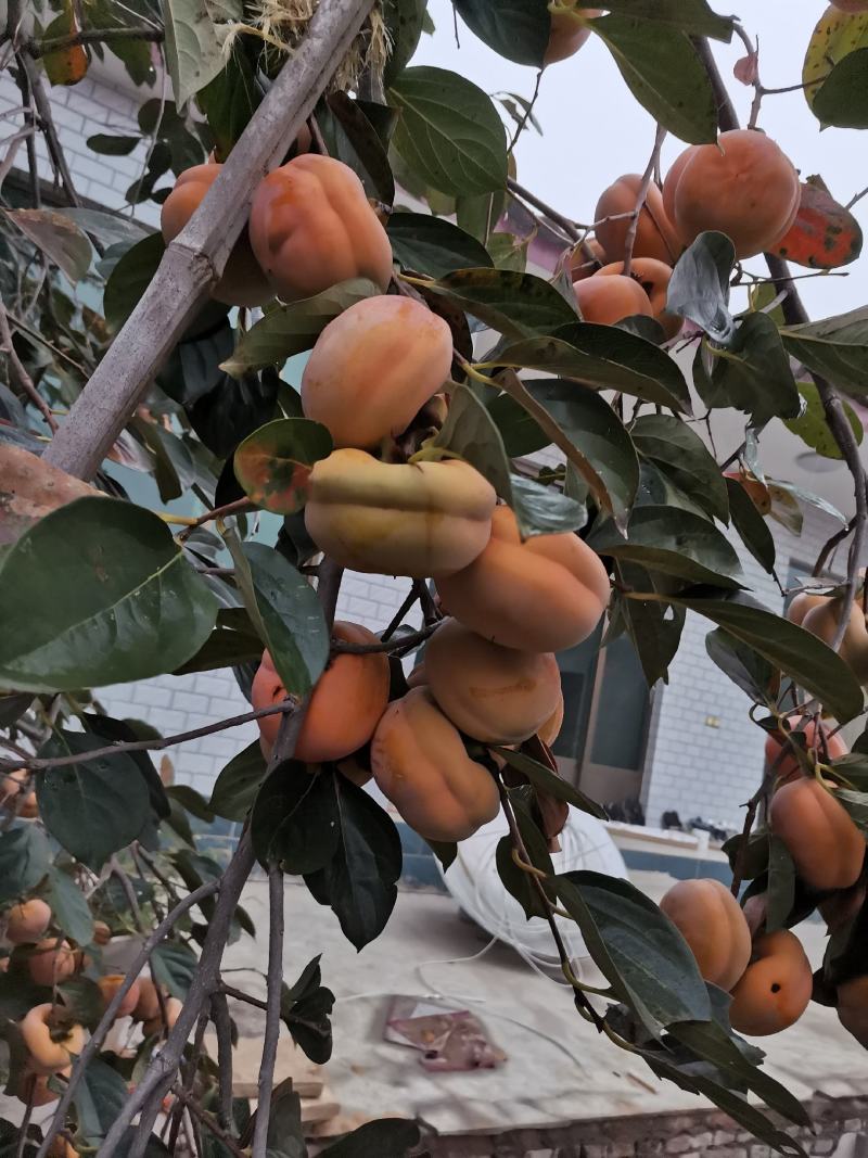河北磨盘柿子口感好果型正颜色鲜艳耐储存耐运输可视频看货