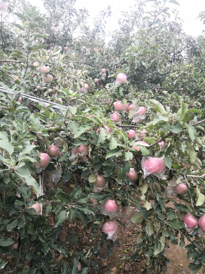 虞城红富士苹果大量上市，口感脆甜，个头大，颜色佳，批发价