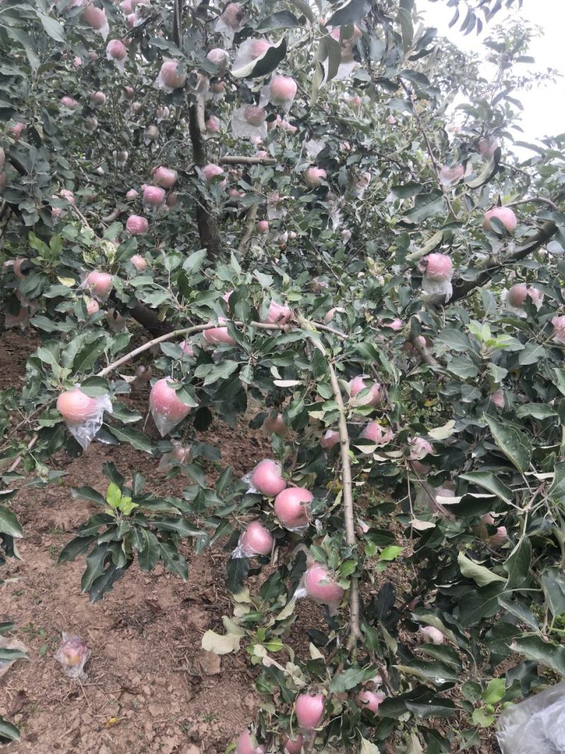 虞城红富士苹果大量上市，口感脆甜，个头大，颜色佳，批发价