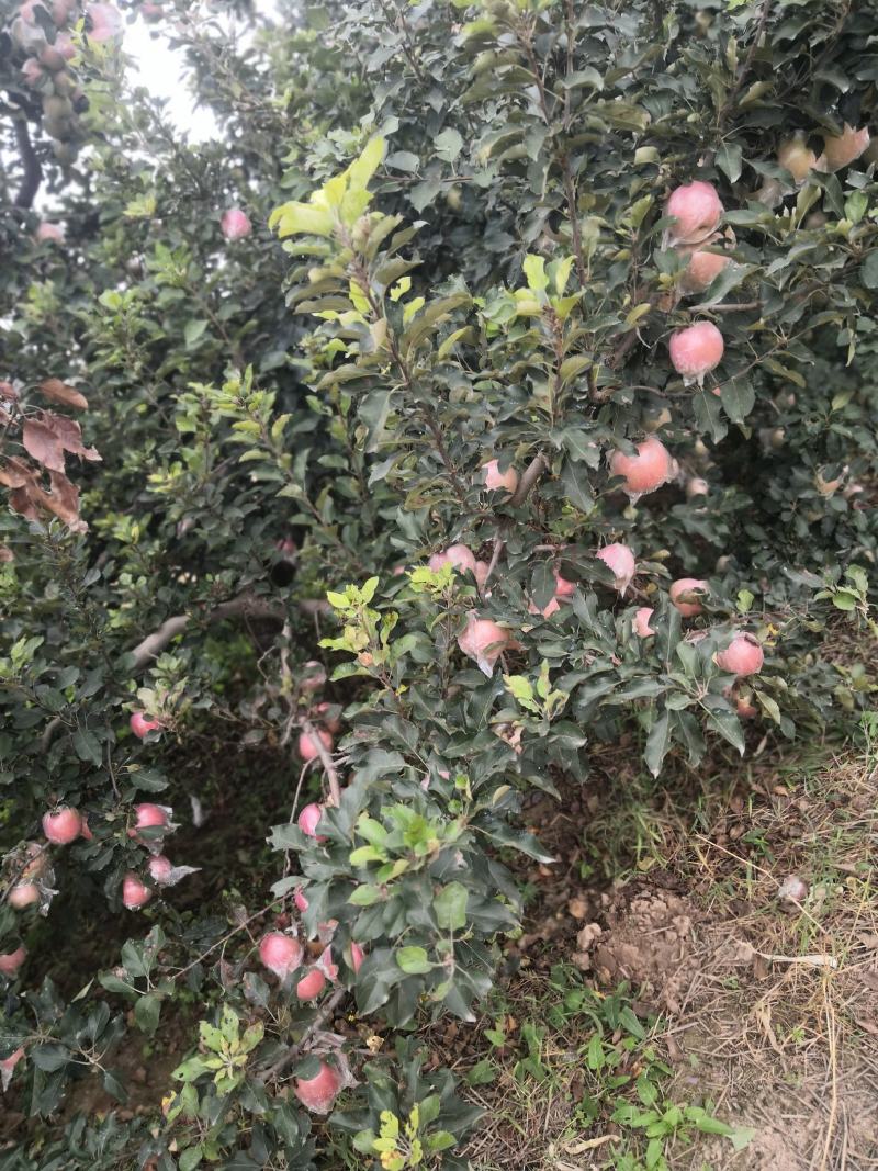 虞城红富士苹果大量上市，口感脆甜，个头大，颜色佳，批发价