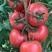 西红柿苗抗死棵抗叶霉叶斑高产量硬度好亮深粉大果