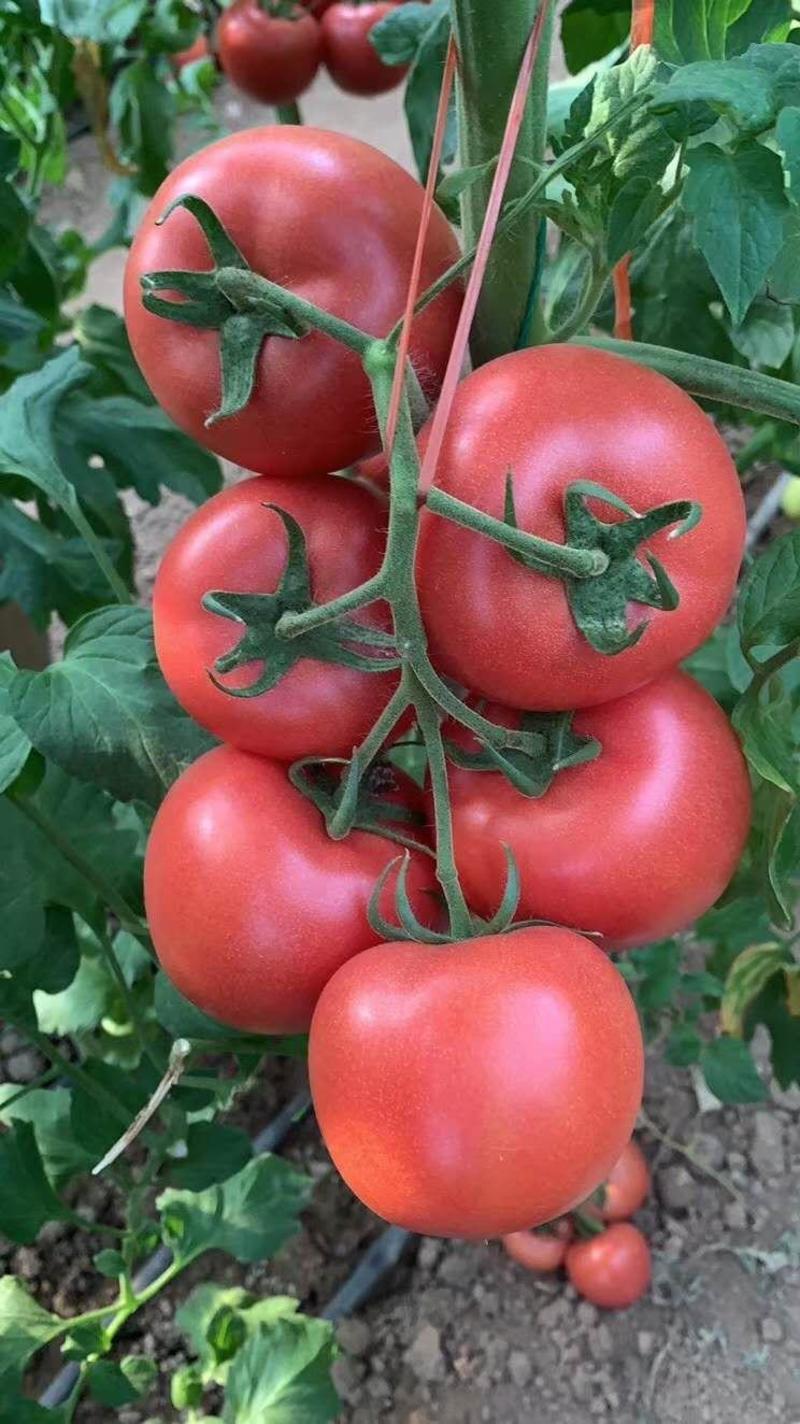 西红柿苗抗死棵抗叶霉叶斑高产量硬度好亮深粉大果