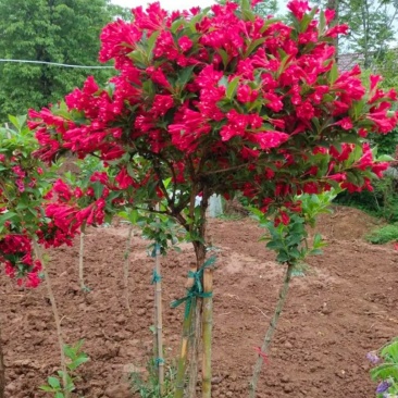 红王子锦带棒棒糖造型阳台花卉盆栽庭院种植五彩锦带独杆