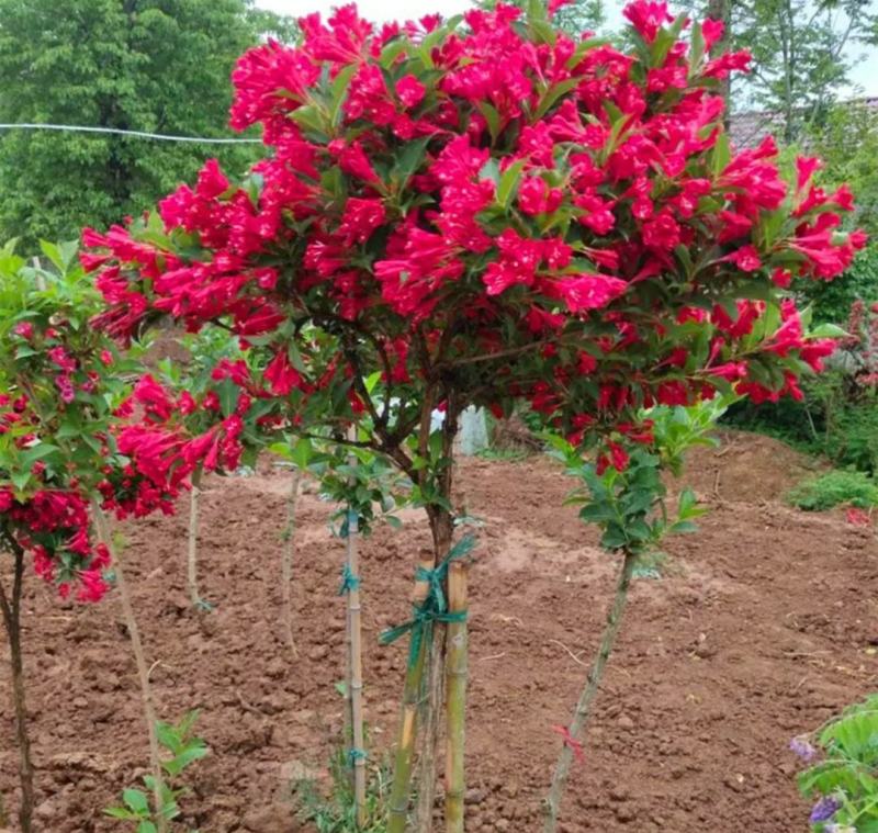 红王子锦带棒棒糖造型阳台花卉盆栽庭院种植五彩锦带独杆
