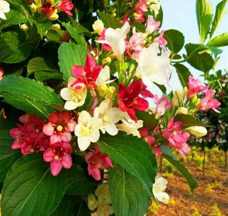 精品五彩锦带树庭院绿化树苗棒棒糖红王子观花灌木苗地栽盆栽