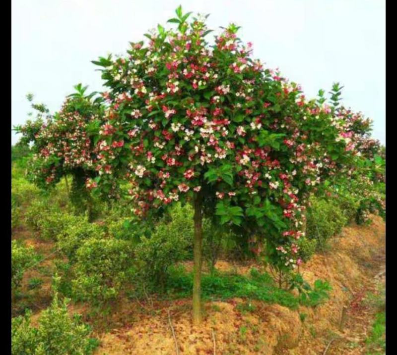 精品五彩锦带树庭院绿化树苗棒棒糖红王子观花灌木苗地栽盆栽