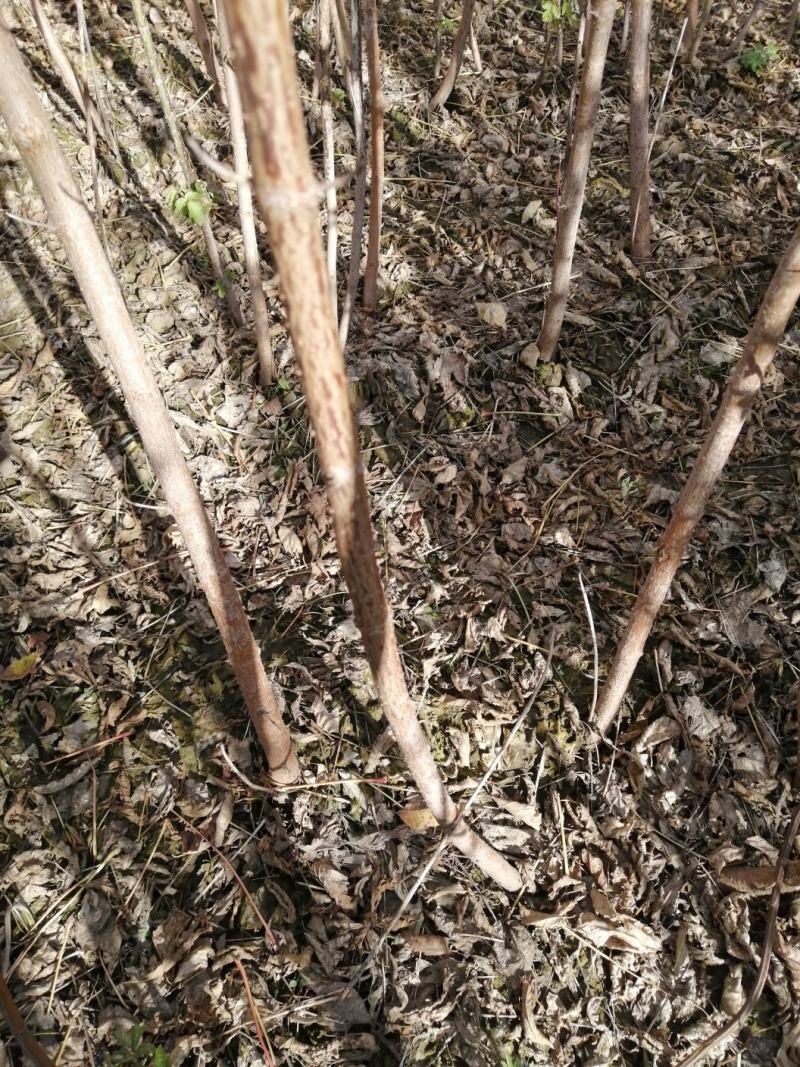 吉林精品糖槭苗产地直发品质保证一手货源量大从优