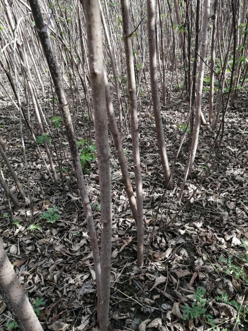 吉林精品糖槭苗产地直发品质保证一手货源量大从优