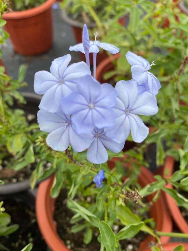大叶美人蕉，狼尾草，五色梅等