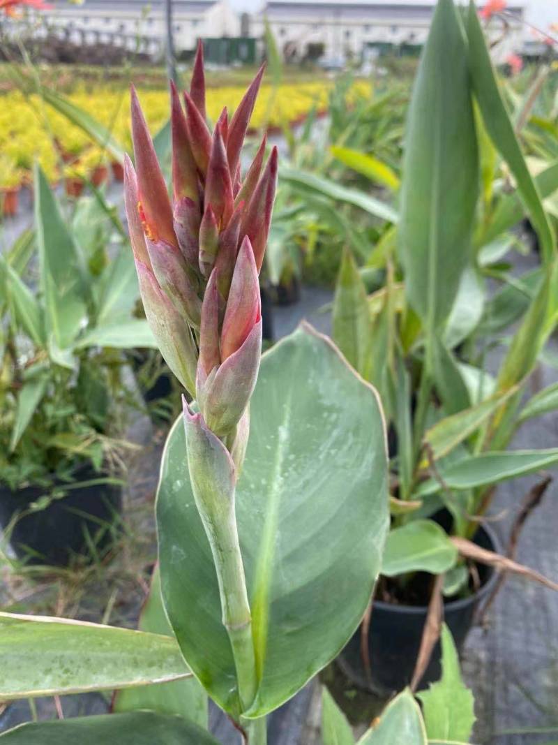 大叶美人蕉，狼尾草，五色梅等
