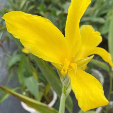 大叶美人蕉，狼尾草，五色梅等