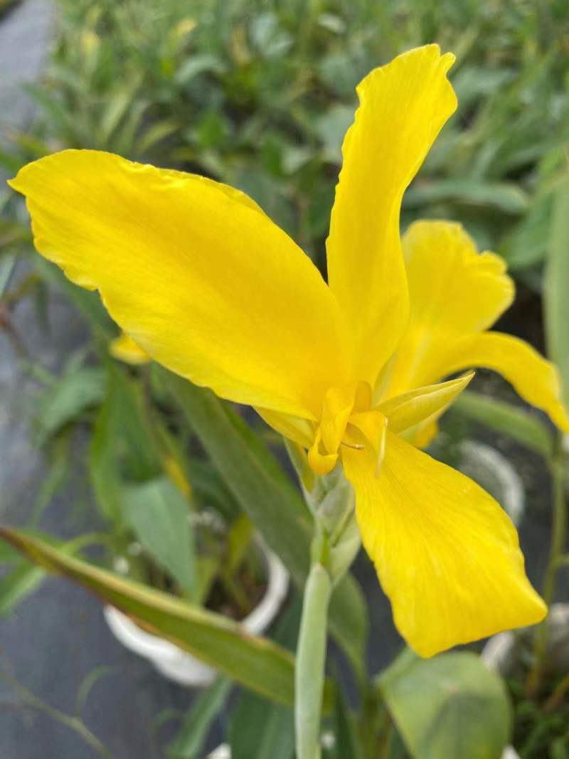 大叶美人蕉，狼尾草，五色梅等