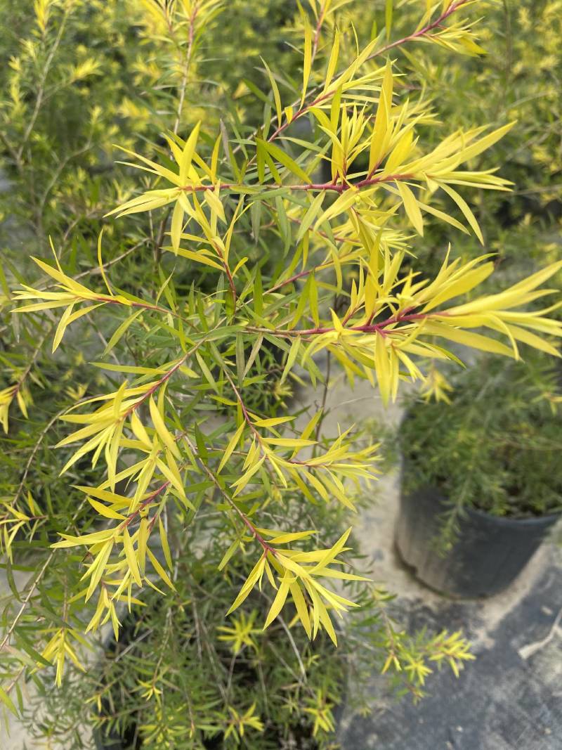 大叶美人蕉，狼尾草，五色梅等