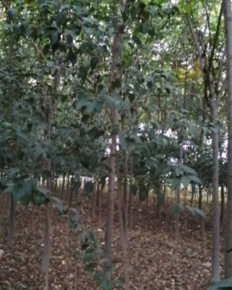 栾树河南栾树栾树批发基地直接批发，价格低