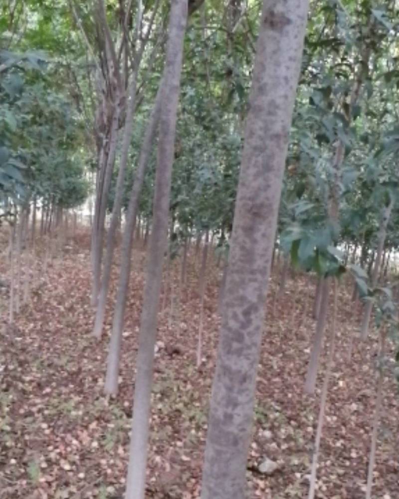 栾树河南栾树栾树批发基地直接批发，价格低