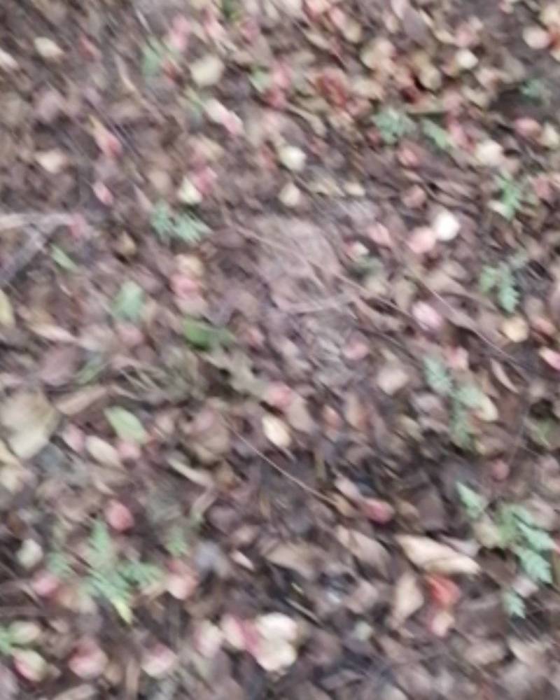 桃树苗河南桃树苗桃树苗批发基地直接批发，价格低