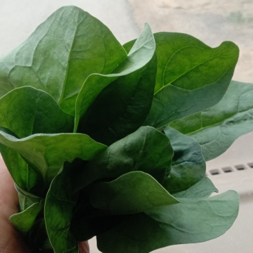 惠民，精品波菜，大量现货可发全国各地，价格美丽。