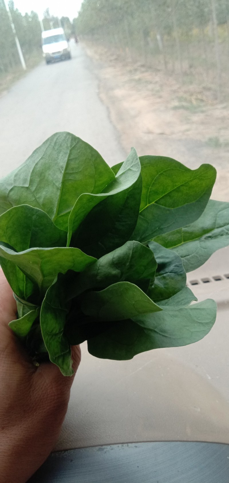 惠民，精品波菜，大量现货可发全国各地，价格美丽。