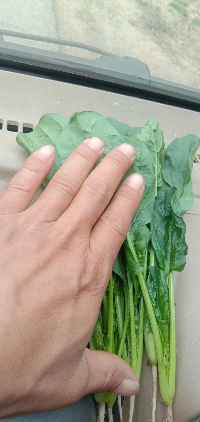 惠民，精品波菜，大量现货可发全国各地，价格美丽。