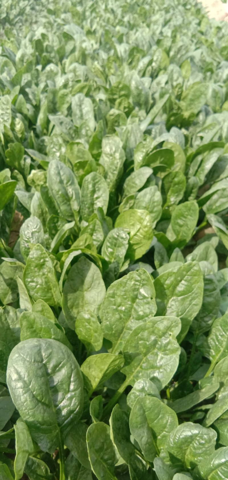 惠民，精品波菜，大量现货可发全国各地，价格美丽。