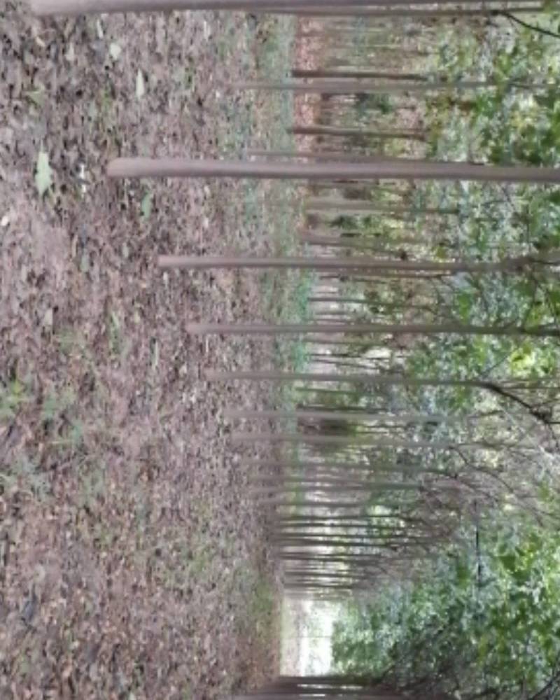 法国梧桐法桐河南法桐法桐批发基地直接批发，价格低