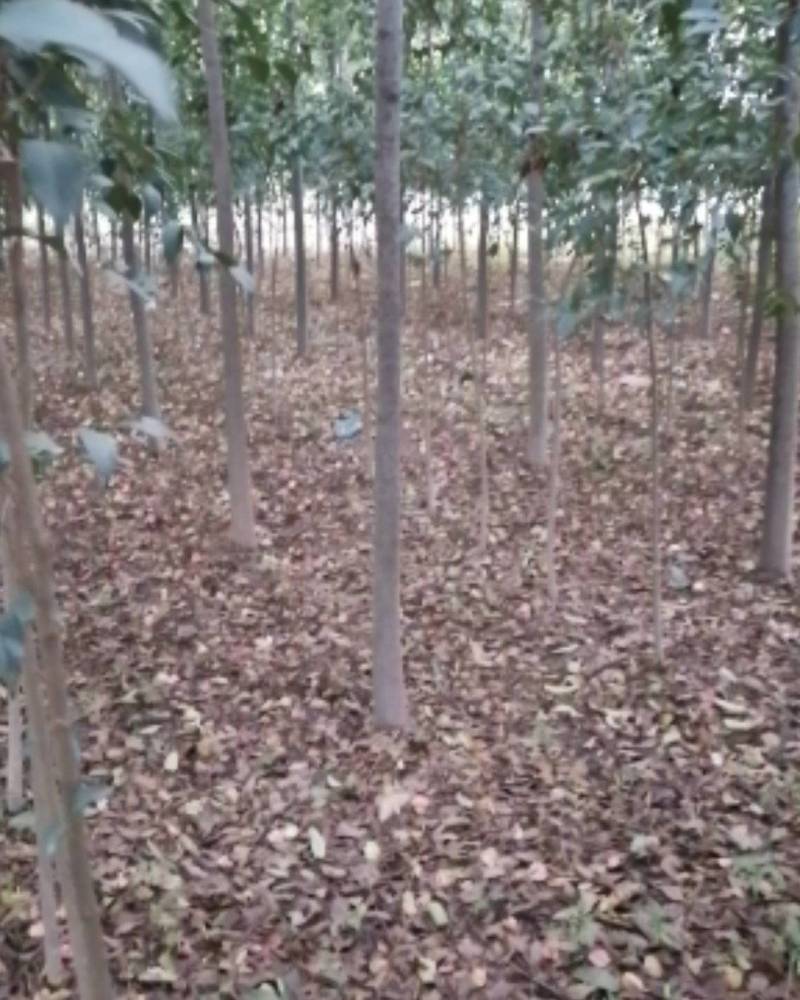 栾树河南栾树栾树批发基地基地直接批发价格低